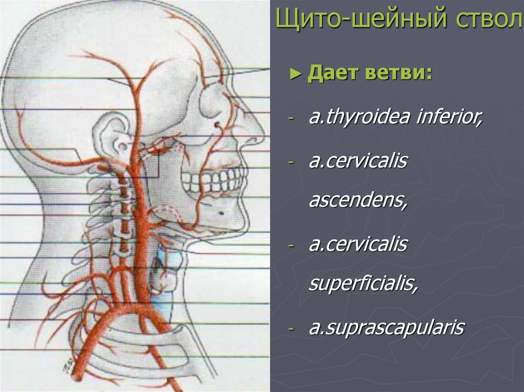 Сонные ветви. A cervicalis ascendens. A cervicalis superficialis. Ветви позвоночной артерии. Грудинно-спинная артерия.