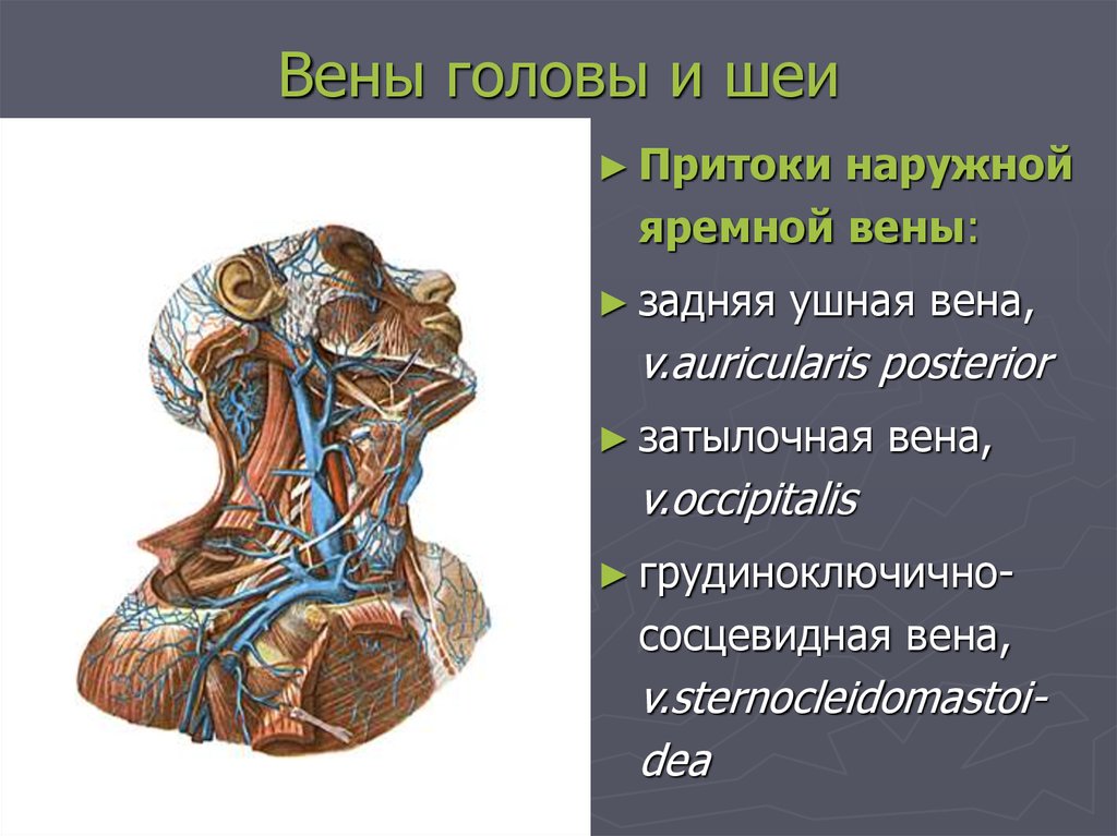 Головная вена. Наружная яремная Вена (v. jugularis externa). Наружная яремная Вена медунивер. Внутренняя яремная Вена анатомия притоки. Наружная яремная Вена ветви.