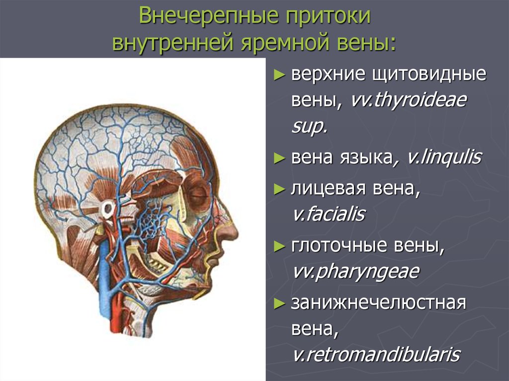 Внутренние вены. Внутренняя яремная Вена внутричерепные притоки. Внечерепные притоки внутренней яремной. Внечерепные притоки внутренней яремной вены. Внутричерепные и внечерепные вены.