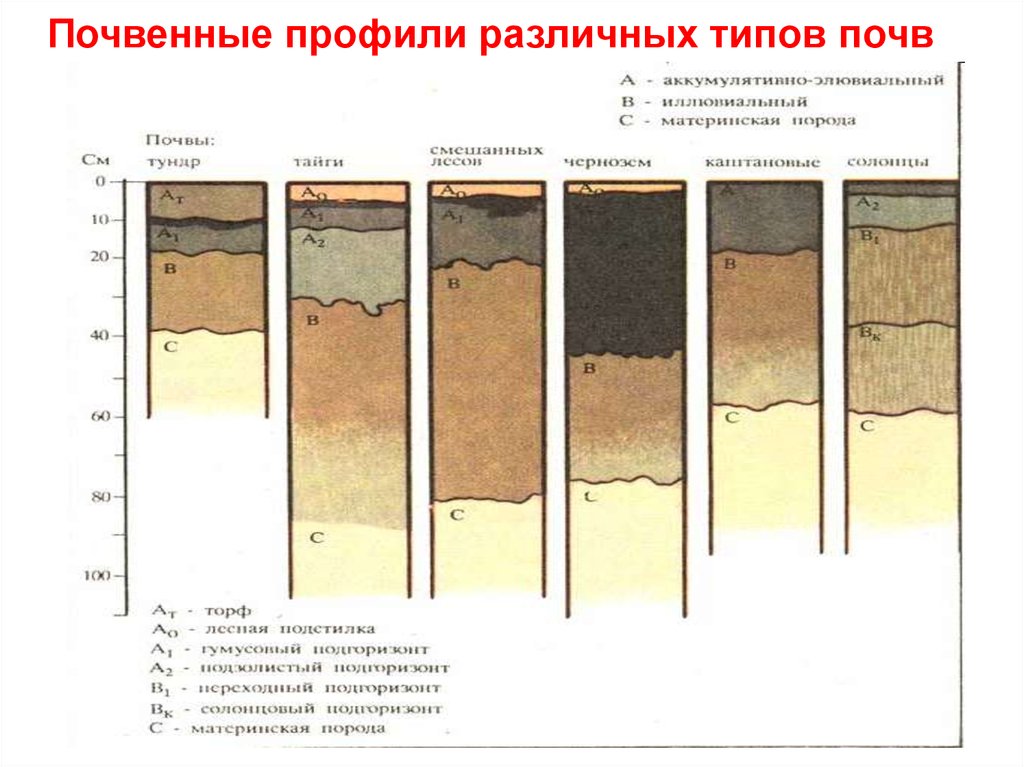 Схема слоев почвы