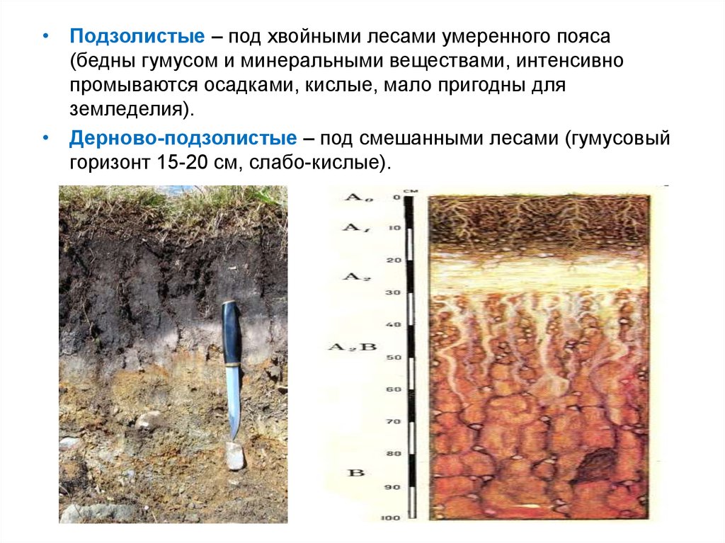 Почва смешанных. Гумусовый Горизонт подзолистых почв. Подзолистый почвообразовательный процесс. Почвообразовательные процессы дерново-подзолистых. Дерново-подзолистые почвы почвообразующие процессы.