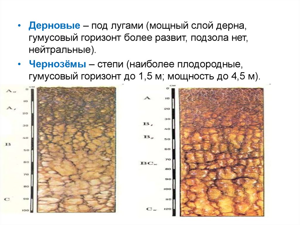 Мощный гумусовый горизонт. Гумусовый почвенный Горизонт почвы. Почвы подзолистые почвы гумусовый Горизонт. Характеристика почвы гумусовый Горизонт. Гумусовый слой чернозёмов почвы.