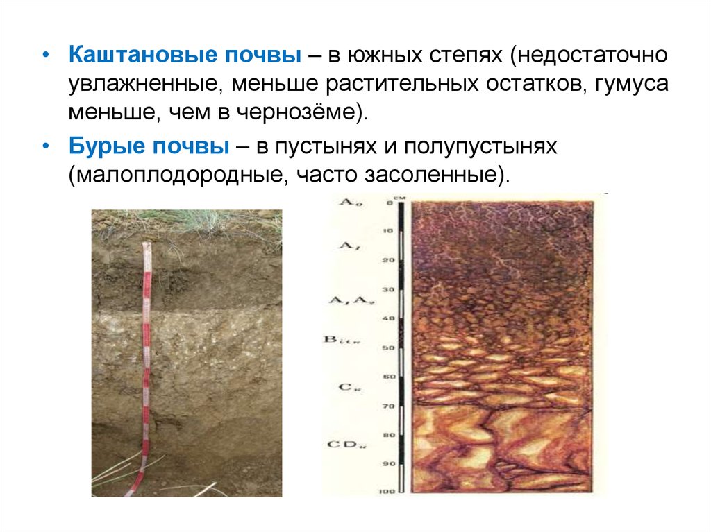 Какой тип почвы в степной зоне