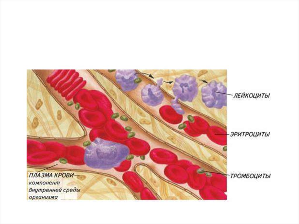 Ткань эритроцитов. Внутренняя среда организма кровь. Внутренняя среда организма состав крови. Кровь-постоянство внутренней среды. Состав крови постоянство внутренней среды.