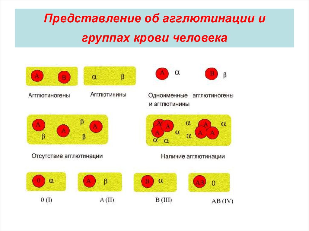 Схема крови по группам