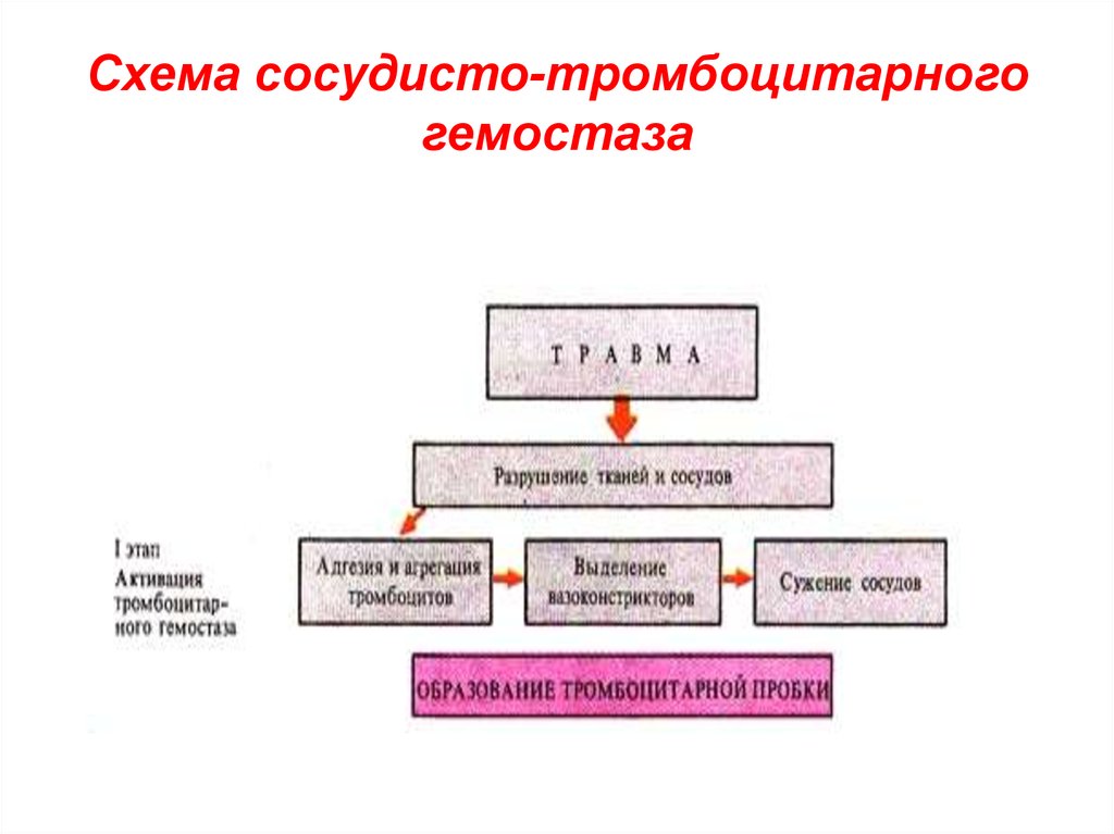 Сосудисто тромбоцитарный гемостаз схема