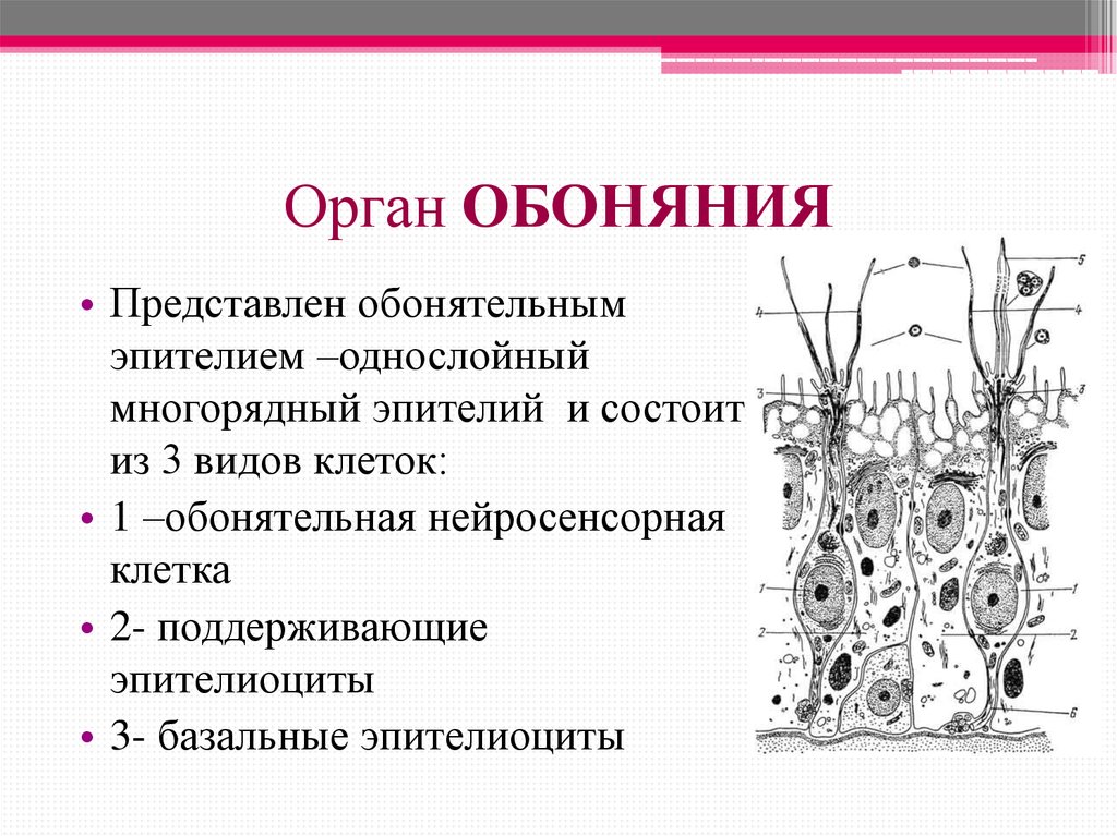 Базальные клетки. Функции органа обоняния гистология. Строение обонятельного анализатора гистология. Обонятельный анализатор гистология. Строение обонятельной выстилки.