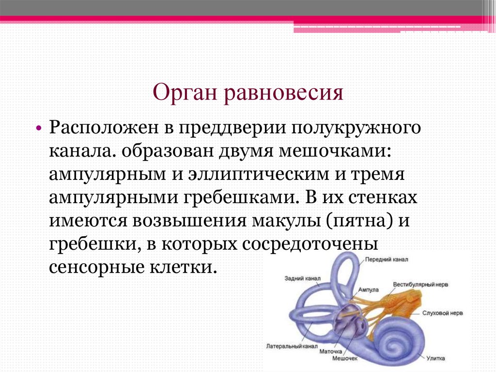 Орган равновесия. Где расположен орган равновесия. Орган равновесия у человека. Строение органа равновесия.