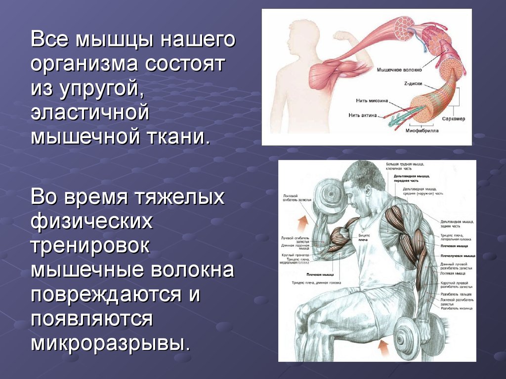 Физические упражнения на мышечную систему. Эластичные мышцы. Презентация на тему спортивное питание. Микроразрывы мышечных волокон во время тренировки. Мышечная ткань при физических нагрузках.