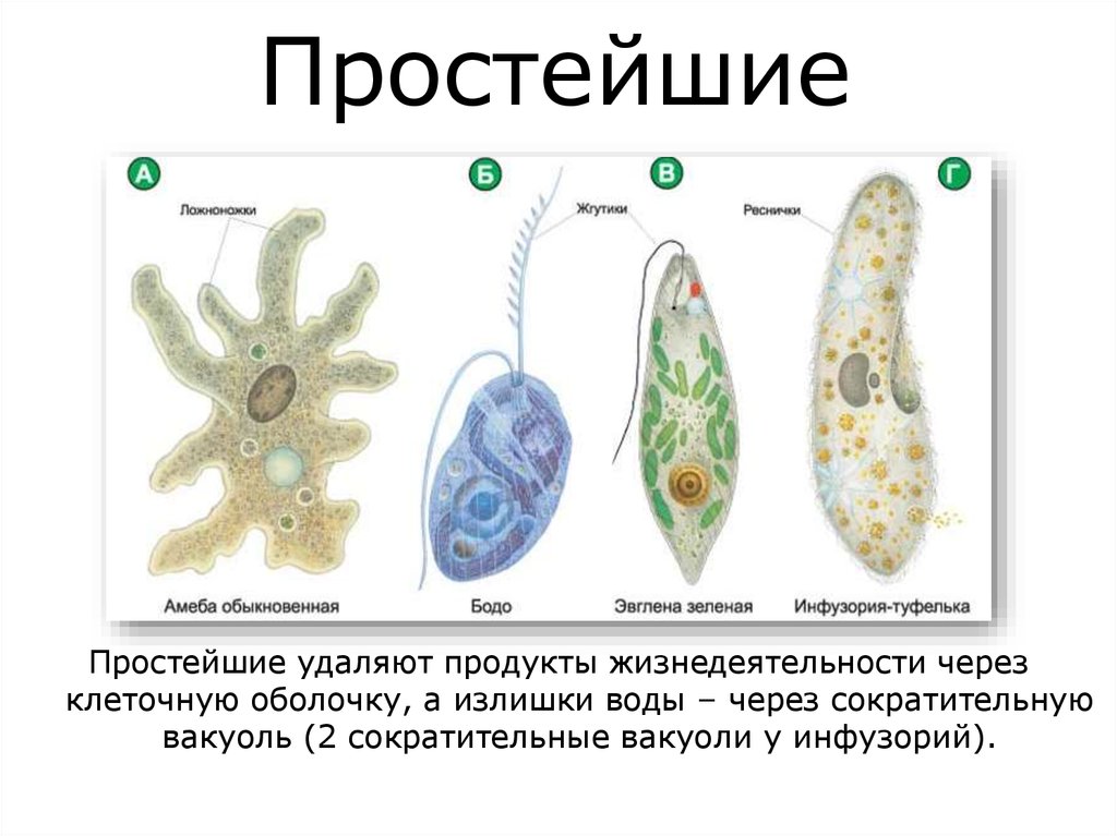 К одноклеточным организмам относится ответ. Одноклеточные организмы инфузория туфелька. Строение инфузории эвглены зеленой. Амеба инфузория туфелька эвглена зеленая. Строение жгутиконосца Бодо.