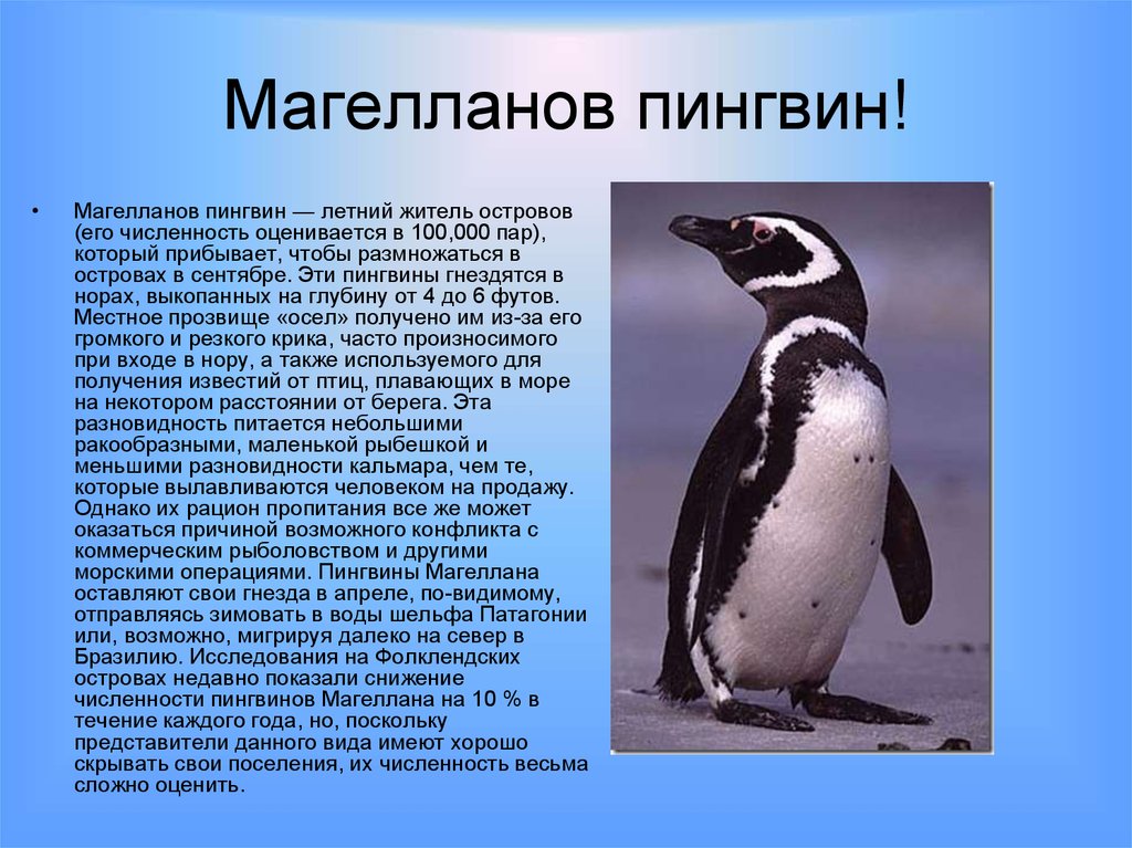 Значение пингвинов в природе. Магелланов Пингвин. Описание пингвина. Сведения о пингвинах. Сообщение о пингвинах.