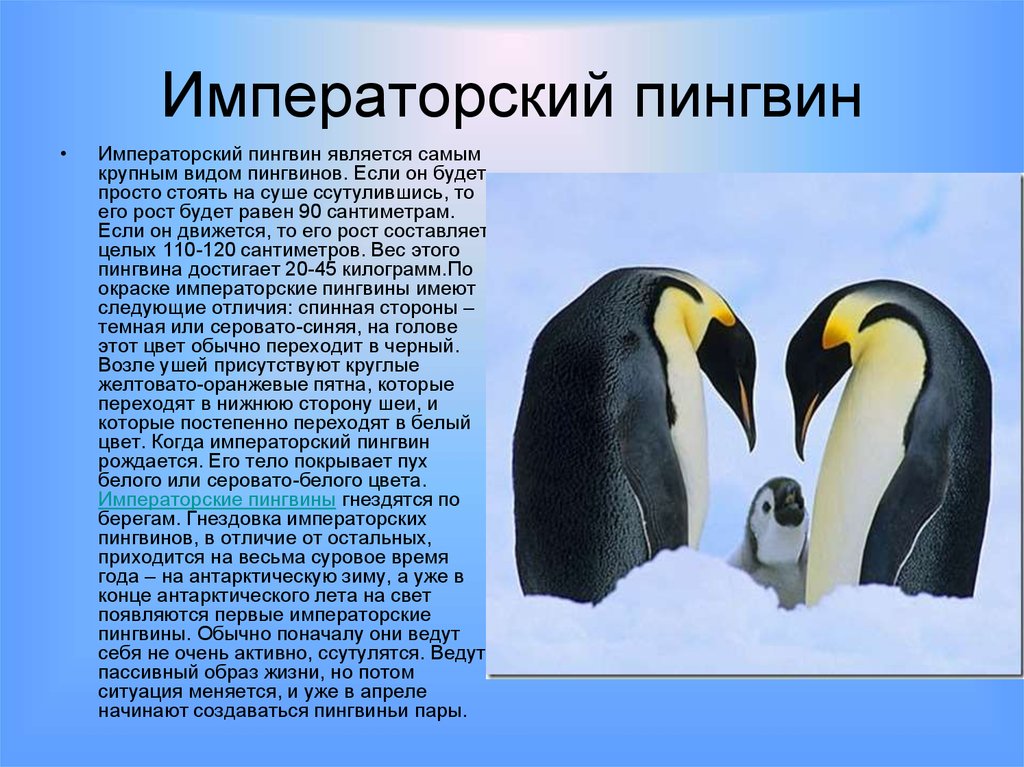 Про пингвина рассказ 1. Императорский Пингвин размножение. Императорский Пингвин описание. Факты о пингвинах. Описание пингвина.
