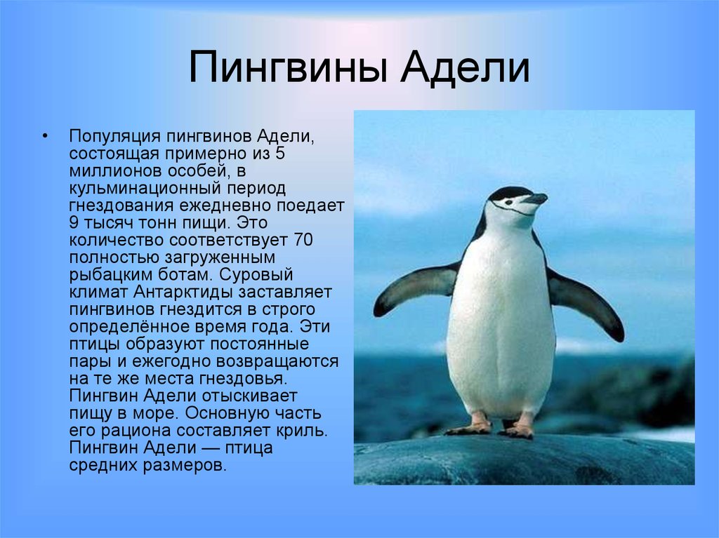 Рассказ про пингвина 1 класс. Информация о пингвинах. Описание пингвина. Интересные факты о пингвинах. Сообщение о пингвинах.
