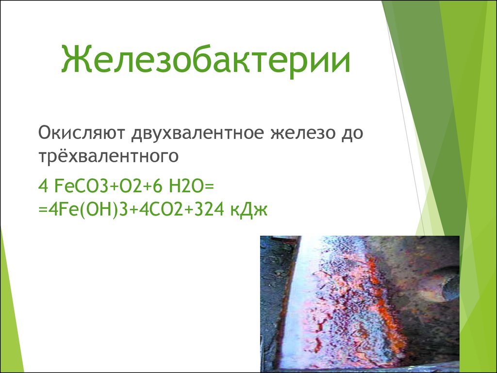 Двухвалентное железо. Железобактерии. Железобактерии окисляют. Бактерии железобактерии. Железобактерии окисляют двухвалентное железо до трехвалентного.