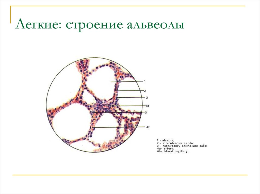 Рисунок альвеолы легких