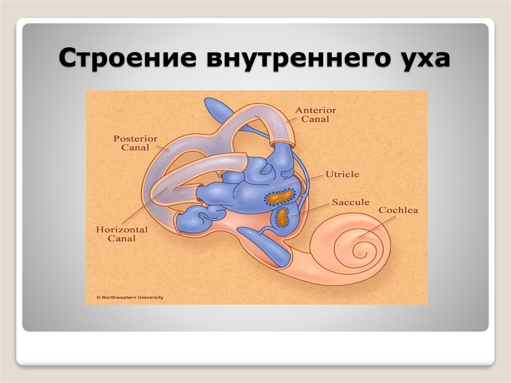 Как устроено внутреннее ухо. 4. Схематическое строение внутреннего уха.. Чтроени евнутреннегг уха. Внутреннее ухо строение. Внутреннее строение внутреннего уха.