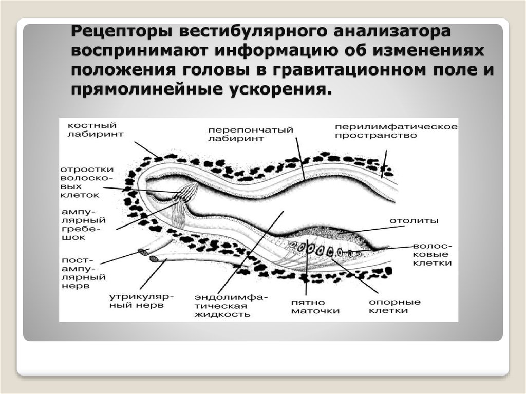 1 воспринимающим элементом любого анализатора являются. Рецепторы вестибулярного анализатора. Рецептурный аппарат вестибулярного анализатора. Рецепторы вестибулярного аппарата. Рецепторные клетки вестибулярного аппарата.