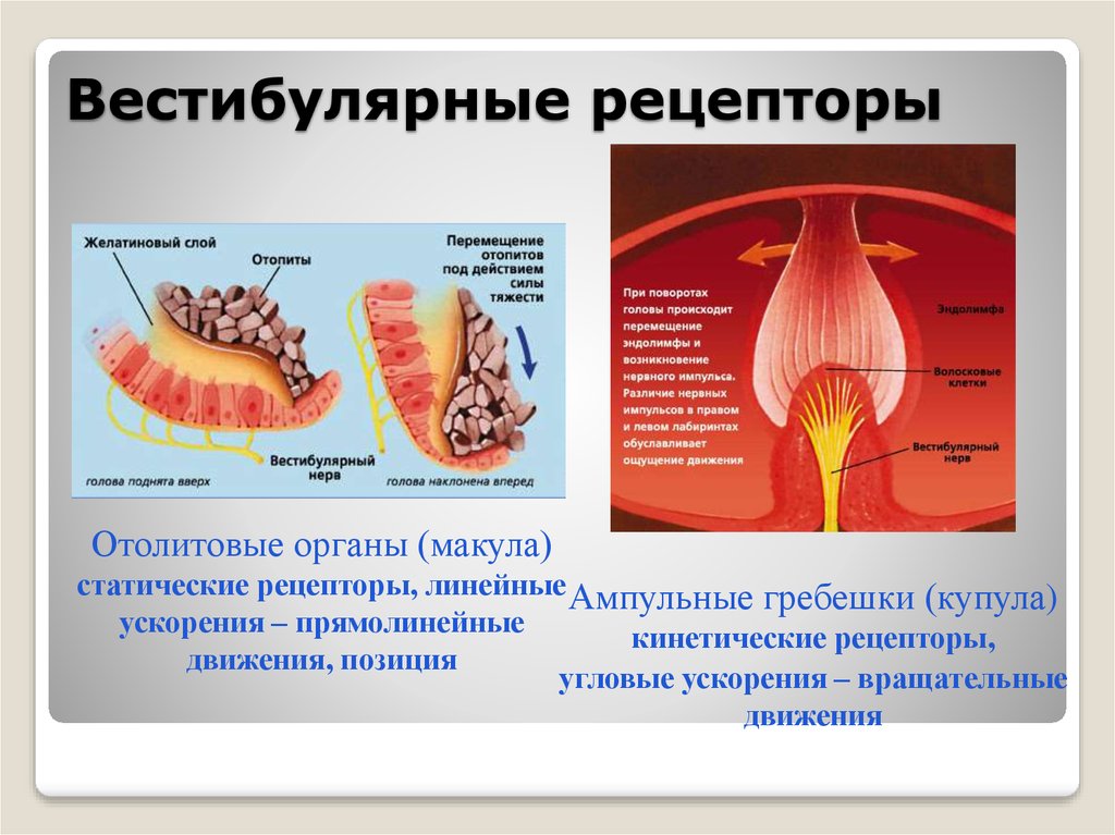 Где рецепторы. Отолитовые рецепторы. Отолитовый орган. Строение вестибулярного рецептора. Строение и функции рецепторов вестибулярной системы.