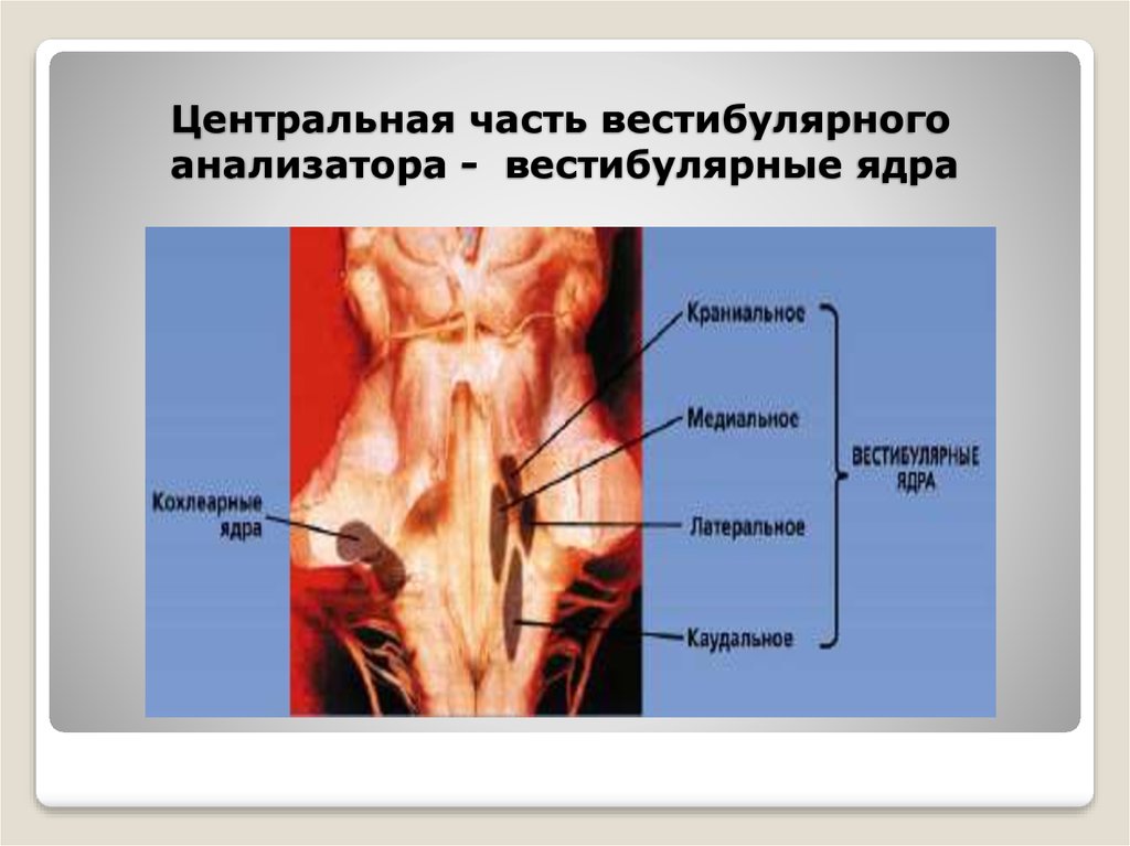 Вестибулярные ядра ствола мозга это вторичный центр