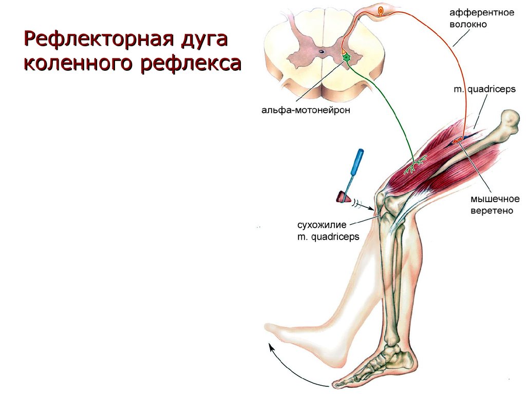 Порядке элементы рефлекторной дуги коленного рефлекса человека. Рефлекторная дуга разгибательного коленного рефлекса. Дуга коленного рефлекса схема. Схема рефлекторной дуги разгибательного коленного рефлекса. Схема рефлекса коленного сустава.
