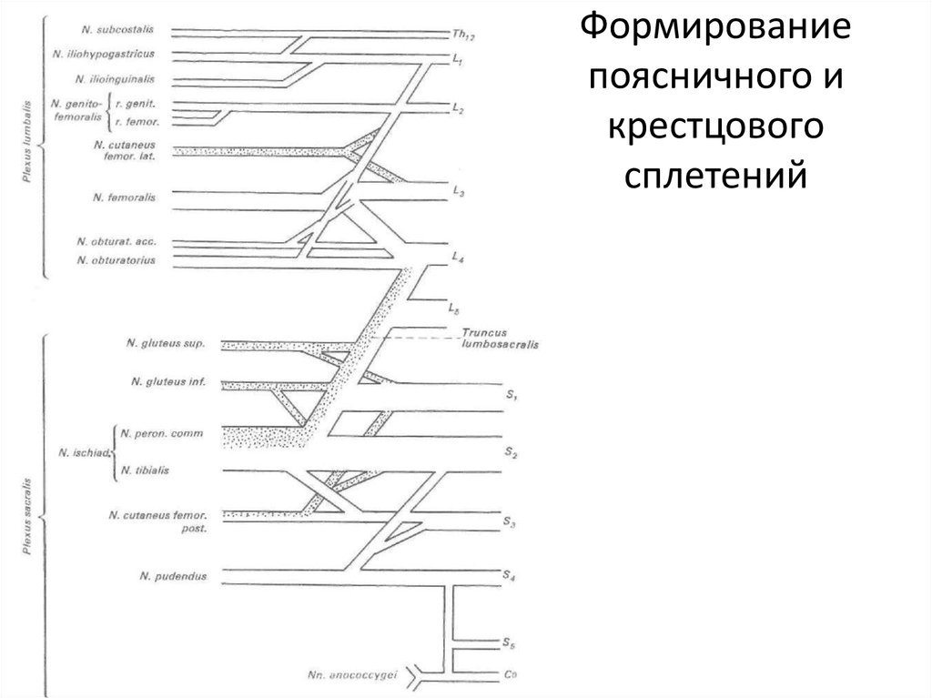 Поясничное сплетение схема