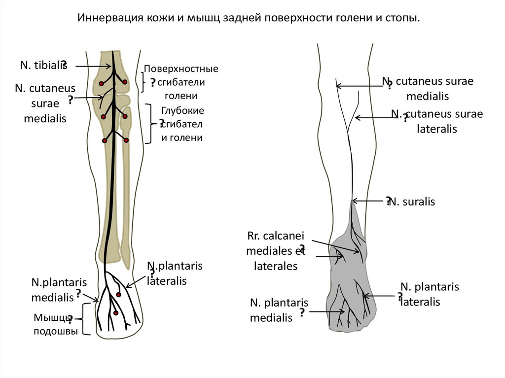 Нервы ноги. Иннервация голени и стопы. Иннервация нижней конечности голень. Нервы голени иннервация. Иннервация кожи голени и стопы.