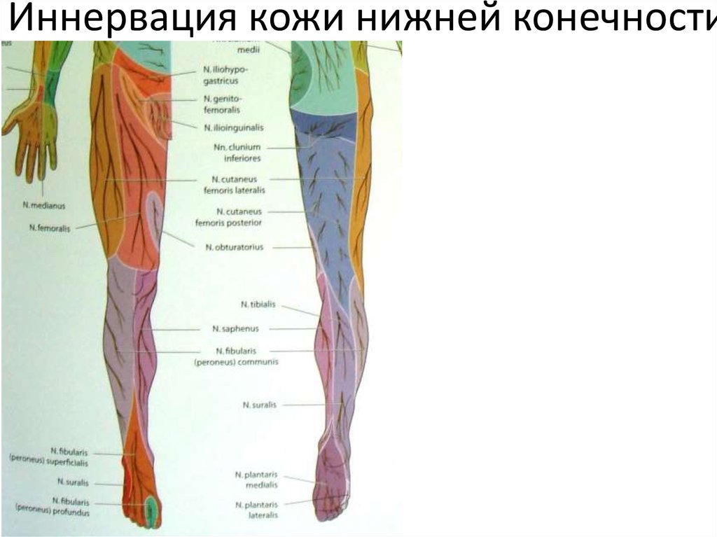 Нервы ноги. Нервы голени иннервация. Схема иннервации кожи бедра. Схему иннервации мышц нижней конечности. Иннервация нижней конечности по корешкам.