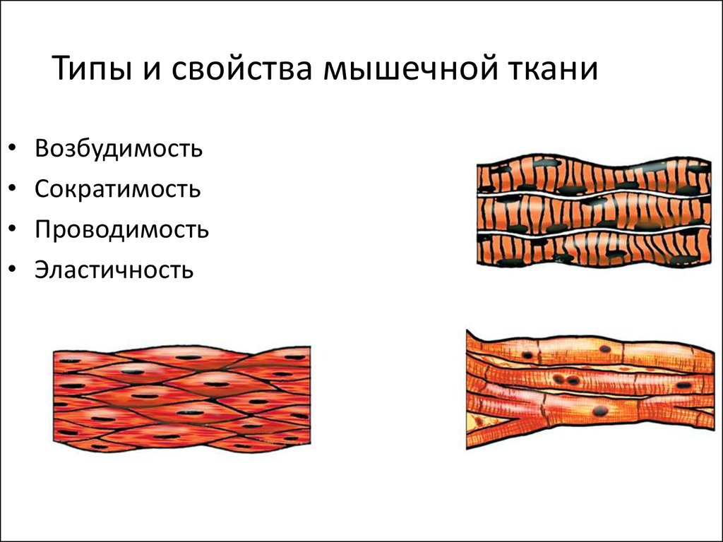 Каким уникальным свойством обладает мышечная ткань поясните