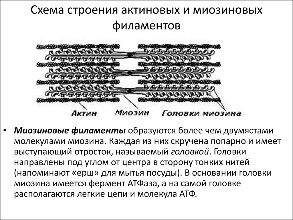 Схема изменения структуры гладкого миоцита до и после сокращения