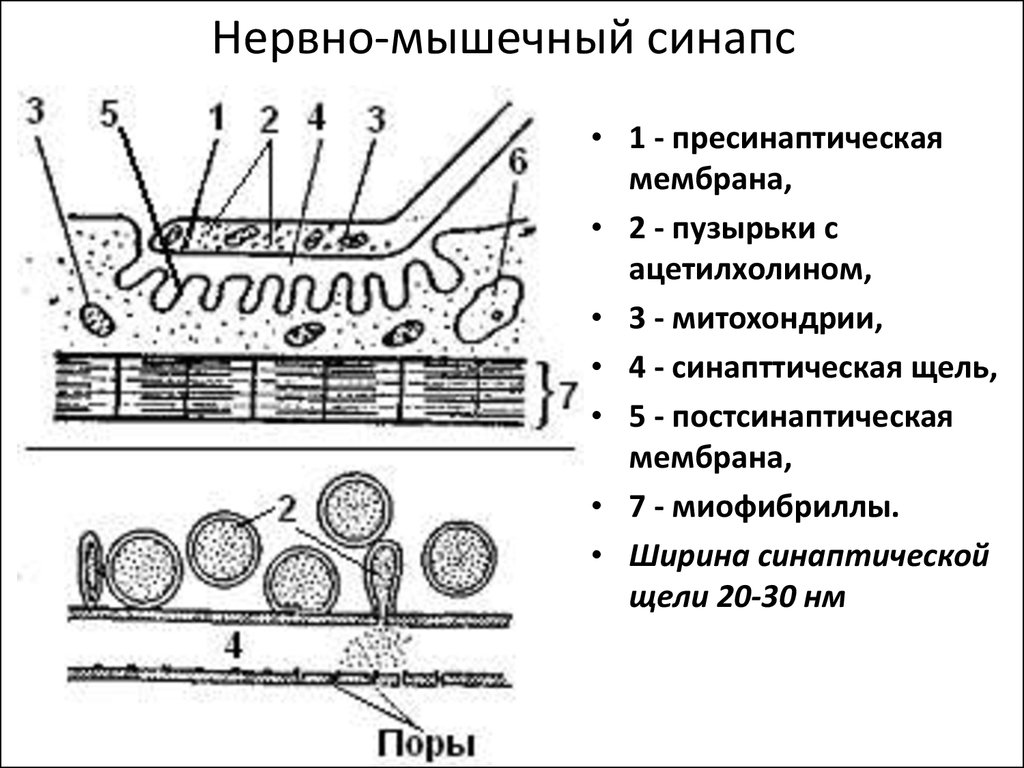 Нервно мышечный синапс передача