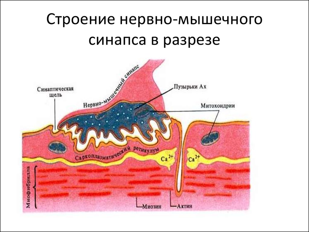 Строение нервно-мышечного синапса в разрезе