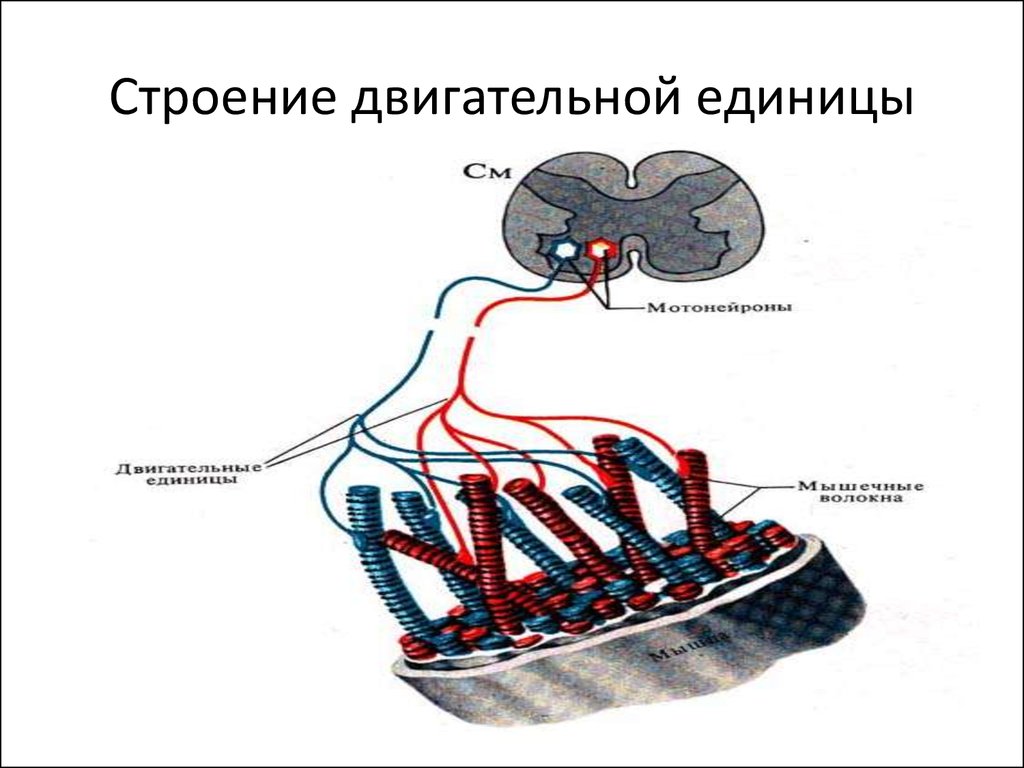 Схема двигательная единица