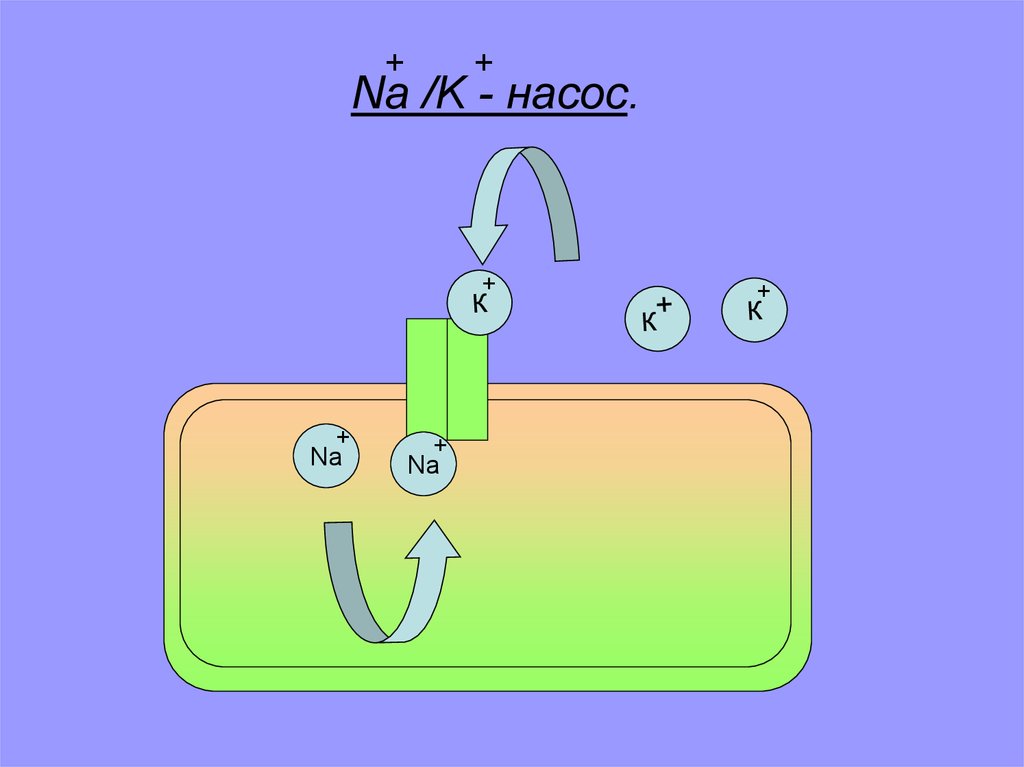 Na /K - насос.