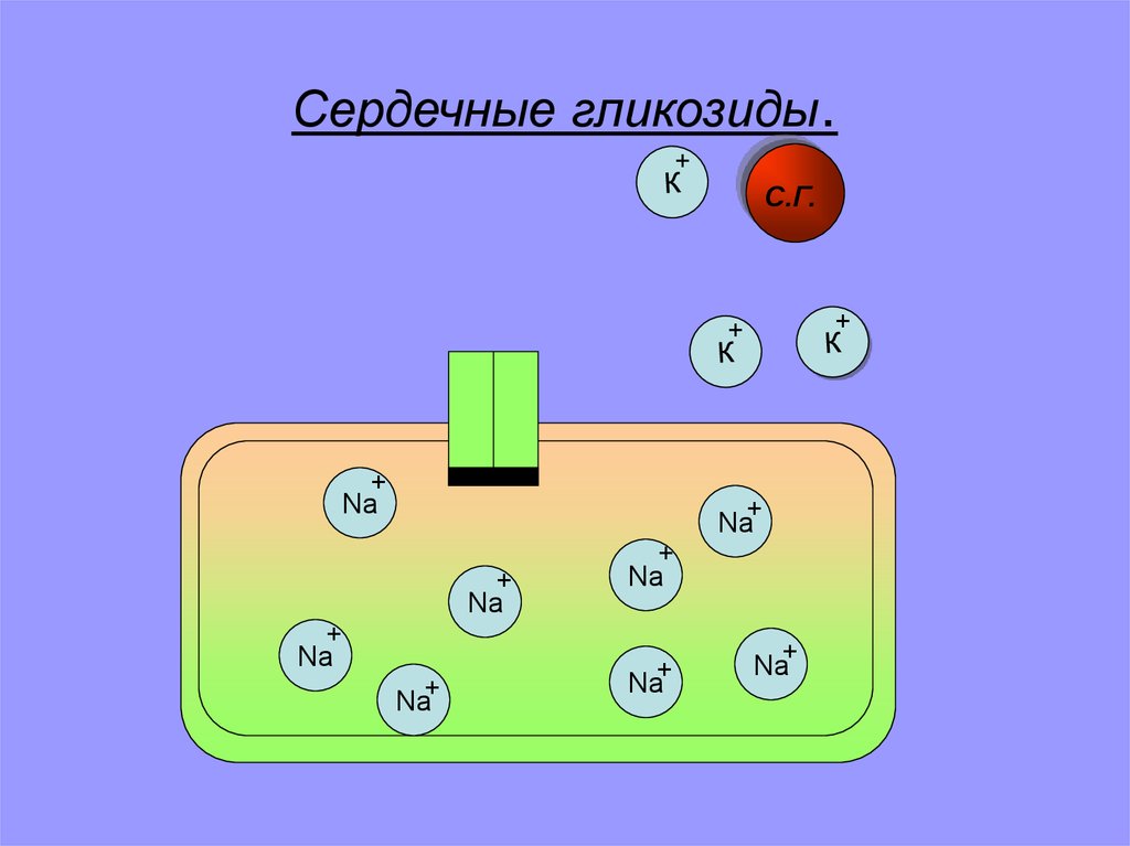 Сердечные гликозиды.