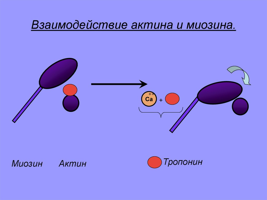 Взаимодействие актина и миозина.