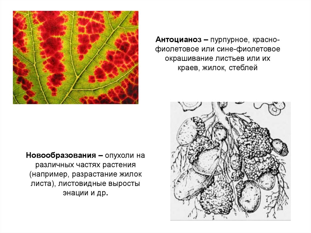 Вирусные заболевания растений животных. Разрастание жилок листа. Антоцианоз вирусный. Антоцианоз болезнь растений. Антоциановая окраска стебля.