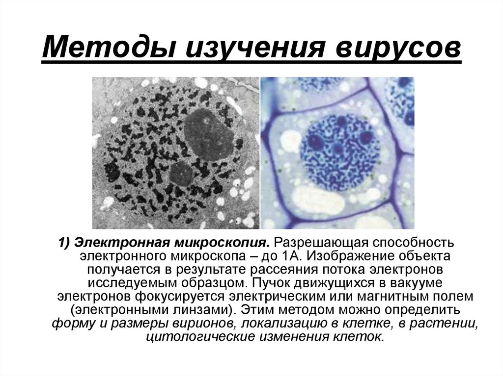 Наука изучающая вирусы