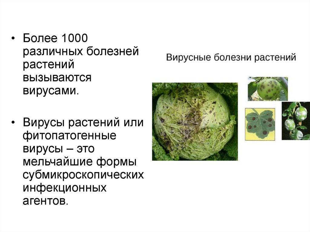 Болезни растений презентация