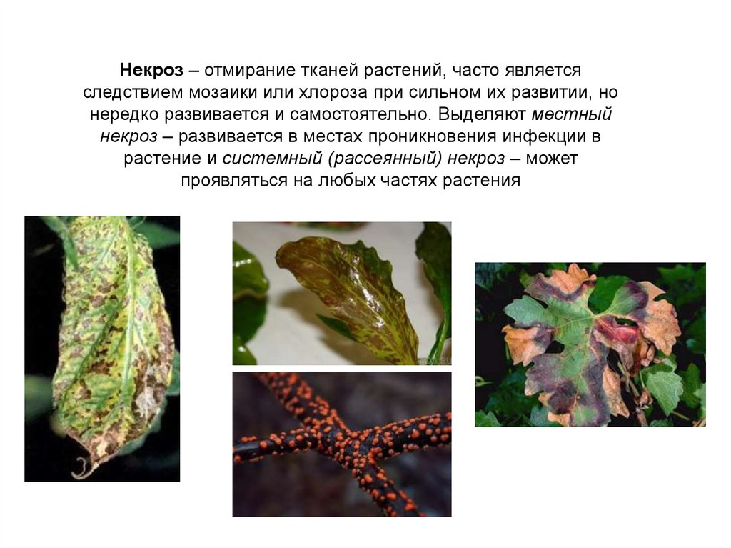 Определение болезней растений. Симптомы болезней растений пятнистости некрозы. Отмирание тканей у растений. Хлороз и некроз листьев. Некроз листа фитопатология.