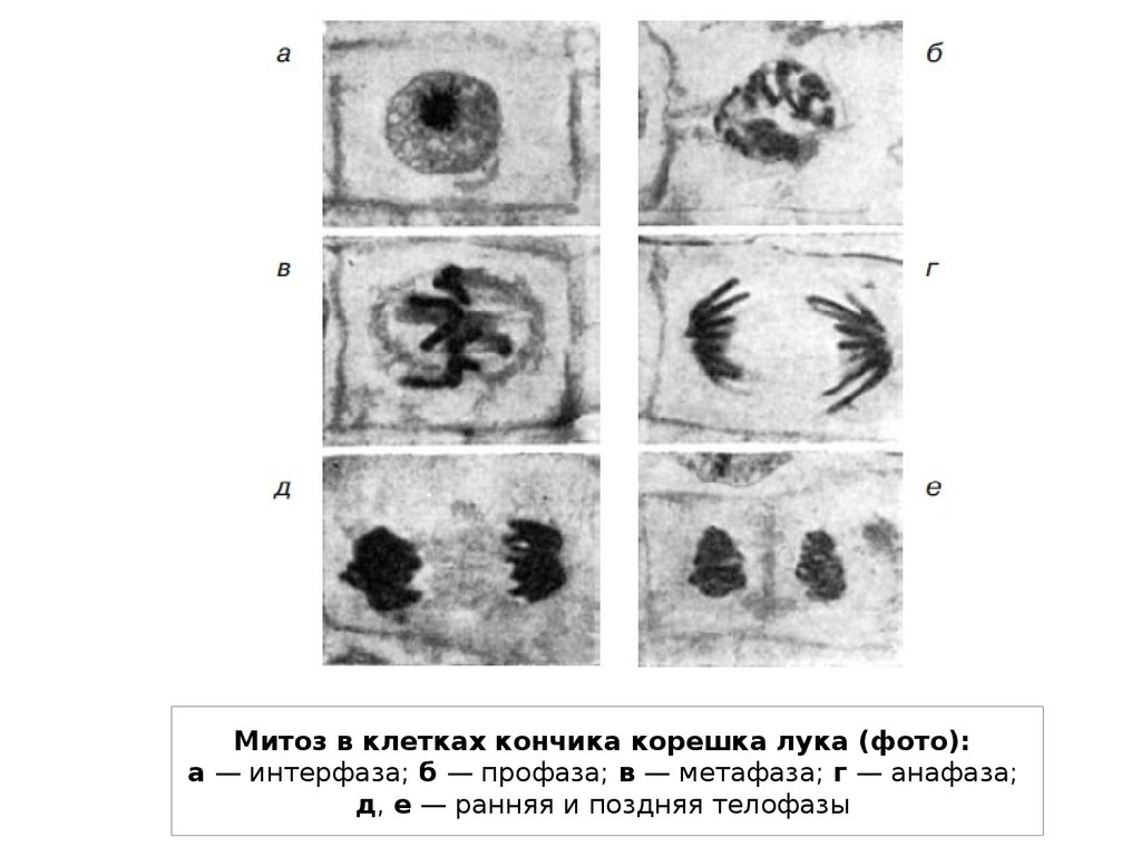 Микрофотографии митоза