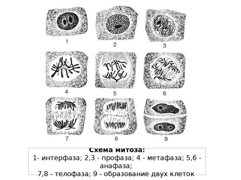 Митоз клетки рисунок