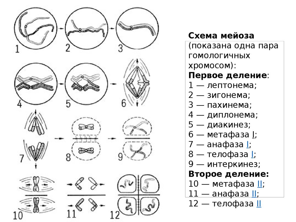 Схема мейоз 1