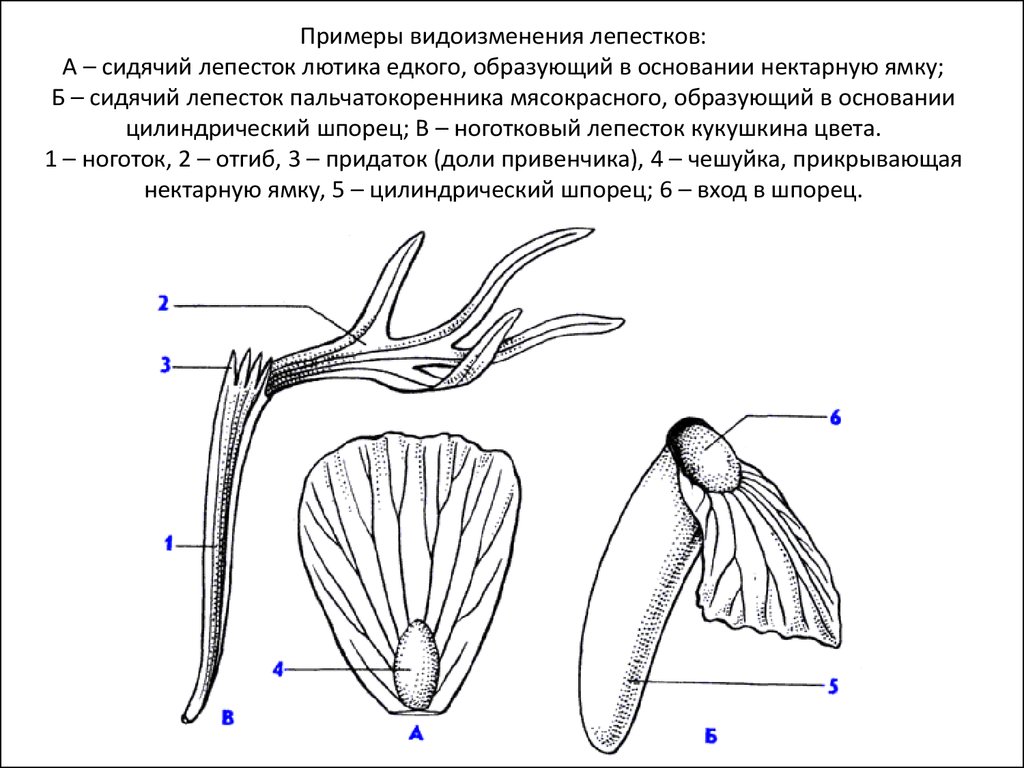 Строение лепестка. Нектарники строение. Нектарник Лютика. Нектарники шпорцы.