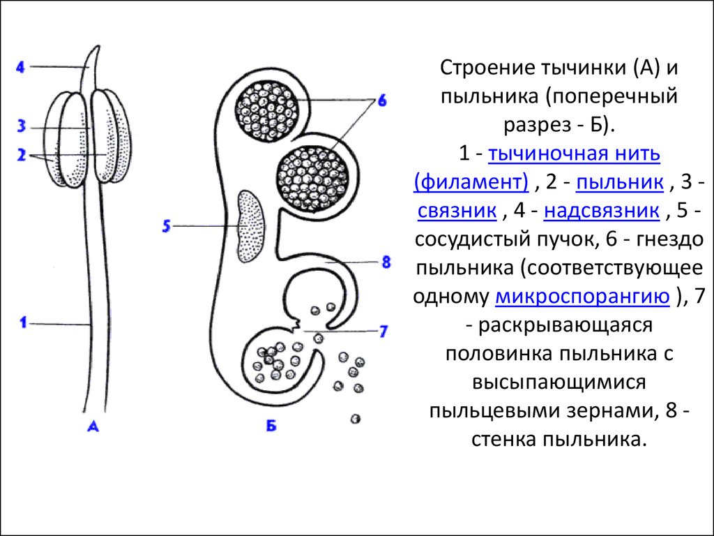 Тычинка строение рисунок