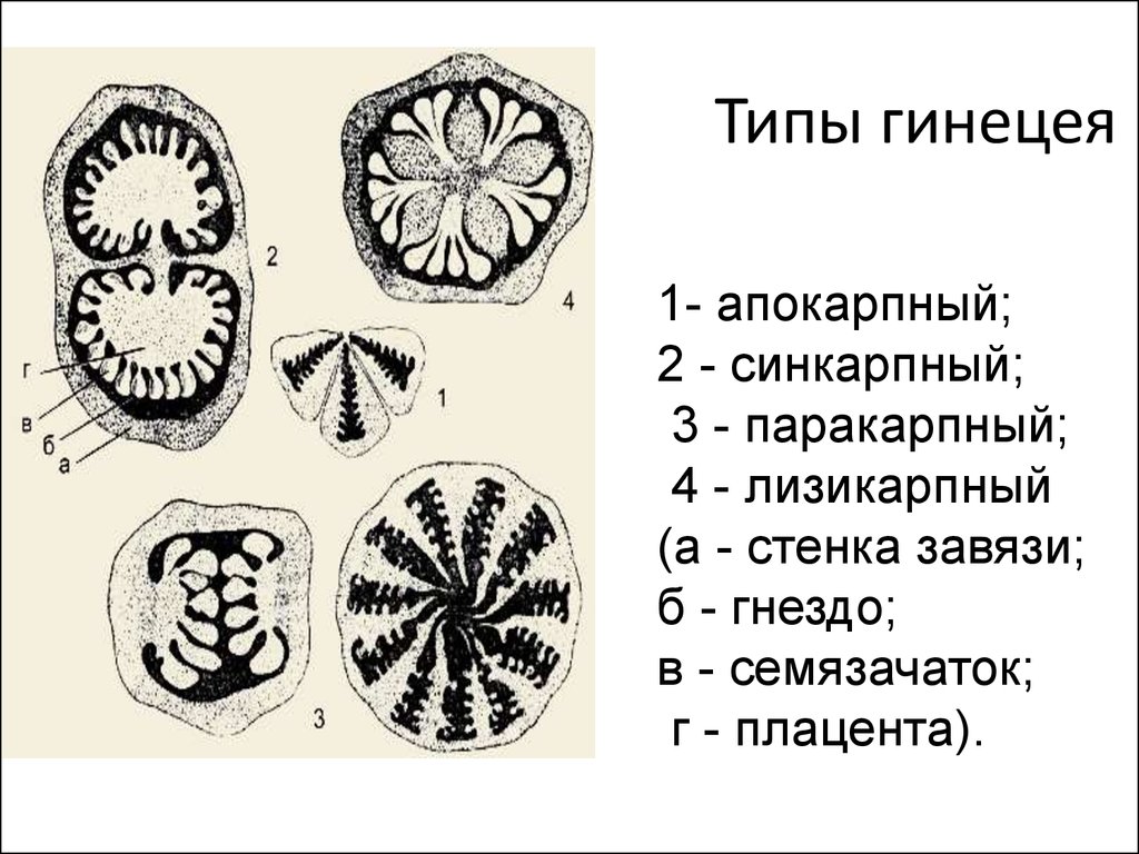 Апокарпный гинецей рисунок