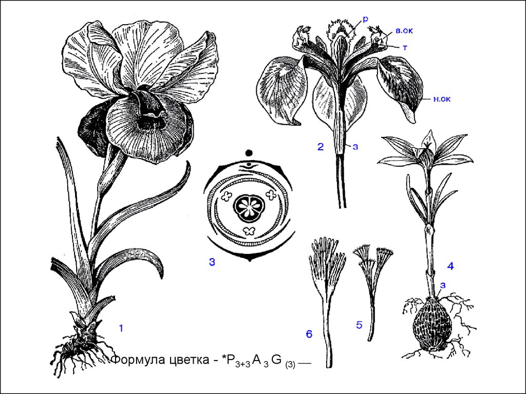 Рисунок покрытосеменных растений. Ирис Касатик формула цветка. Венерин башмачок формула цветка. Семейство Мелантиевые диаграмма цветка. Орхидея фаленопсис диаграмма цветка.