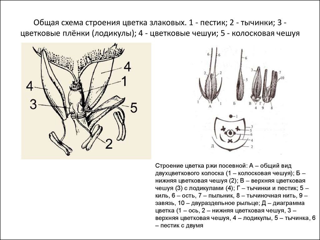 Семейство злаковые схема цветка