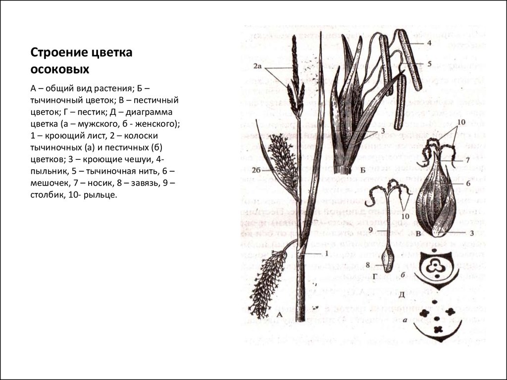 Строение камыша схема