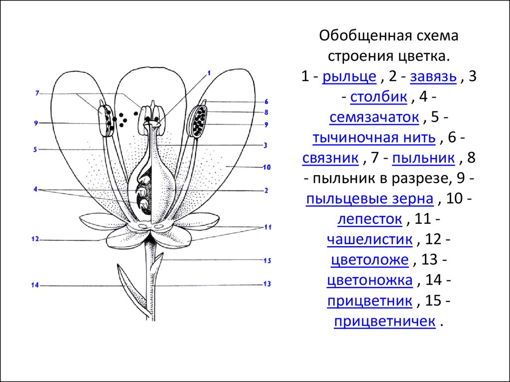 Егэ генеративные органы. Чашелистики пестик тычинки венчик. Схема строения цветка покрытосеменных. Схема строения цветка 6 класс биология. Строение семяпочки цветковых- рис.
