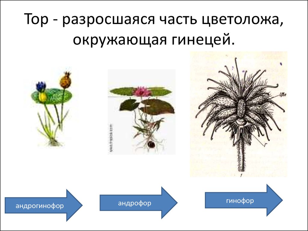 Сравнительная характеристика голосеменных и покрытосеменных растений презентация